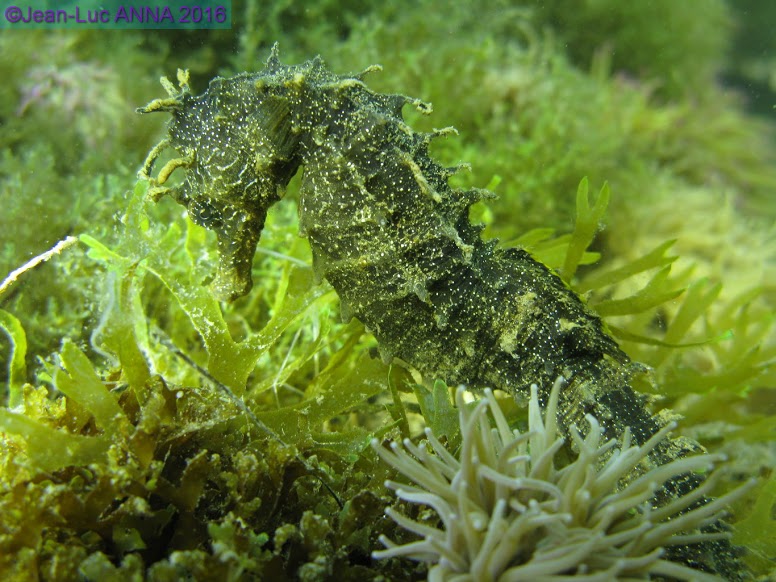 IMG_2788-Hippocampe.jpg